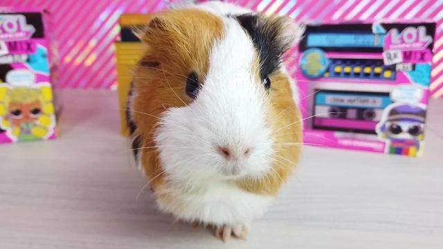 Распаковка СУПЕРКРУТЫХ музыкальных КУКОЛ ЛОЛ от Бузи! смотреть онлайн