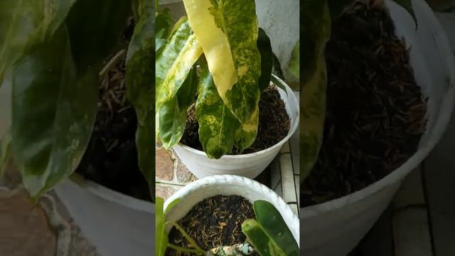 Phylodendron Variegata смотреть онлайн
