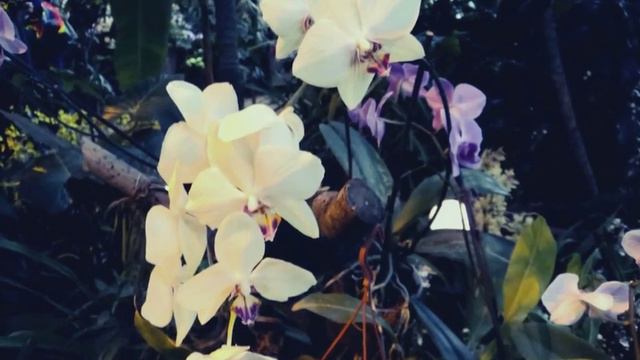 🌿🌿🌿 МОСКВА. ВЫСТАВКА ОРХИДЕЙ. MOSCOW. EXHIBITION OF ORCHIDS смотреть онлайн