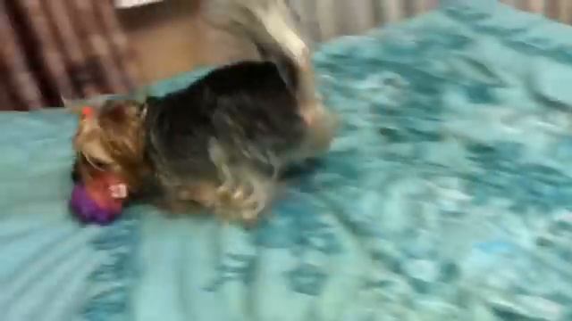 DOGVLOG:2 дня с нами,фотосессия,дача,йоркширские терьеры Маркус и Юся=) смотреть онлайн