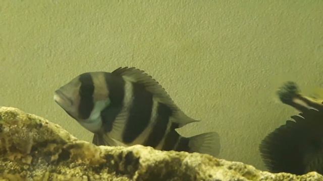 Фронтоза или Королева Танганьики смотреть онлайн