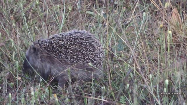 Заимка. Жарим купаты на углях смотреть онлайн