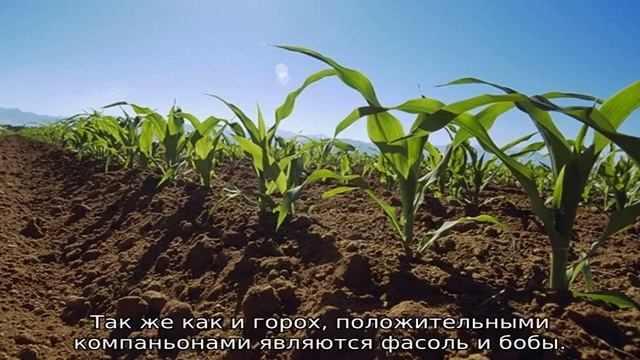 Что можно сажать рядом с кукурузой