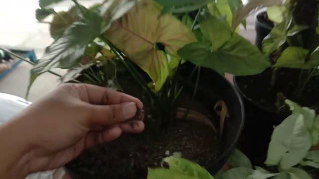 Seputar Syngonium | Media, Turus, Hasil Propagation смотреть онлайн