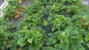 ЧАМОРА ТУРУСИ  - один из самых крупноплодных сортов мировой селекции.  2018 г.