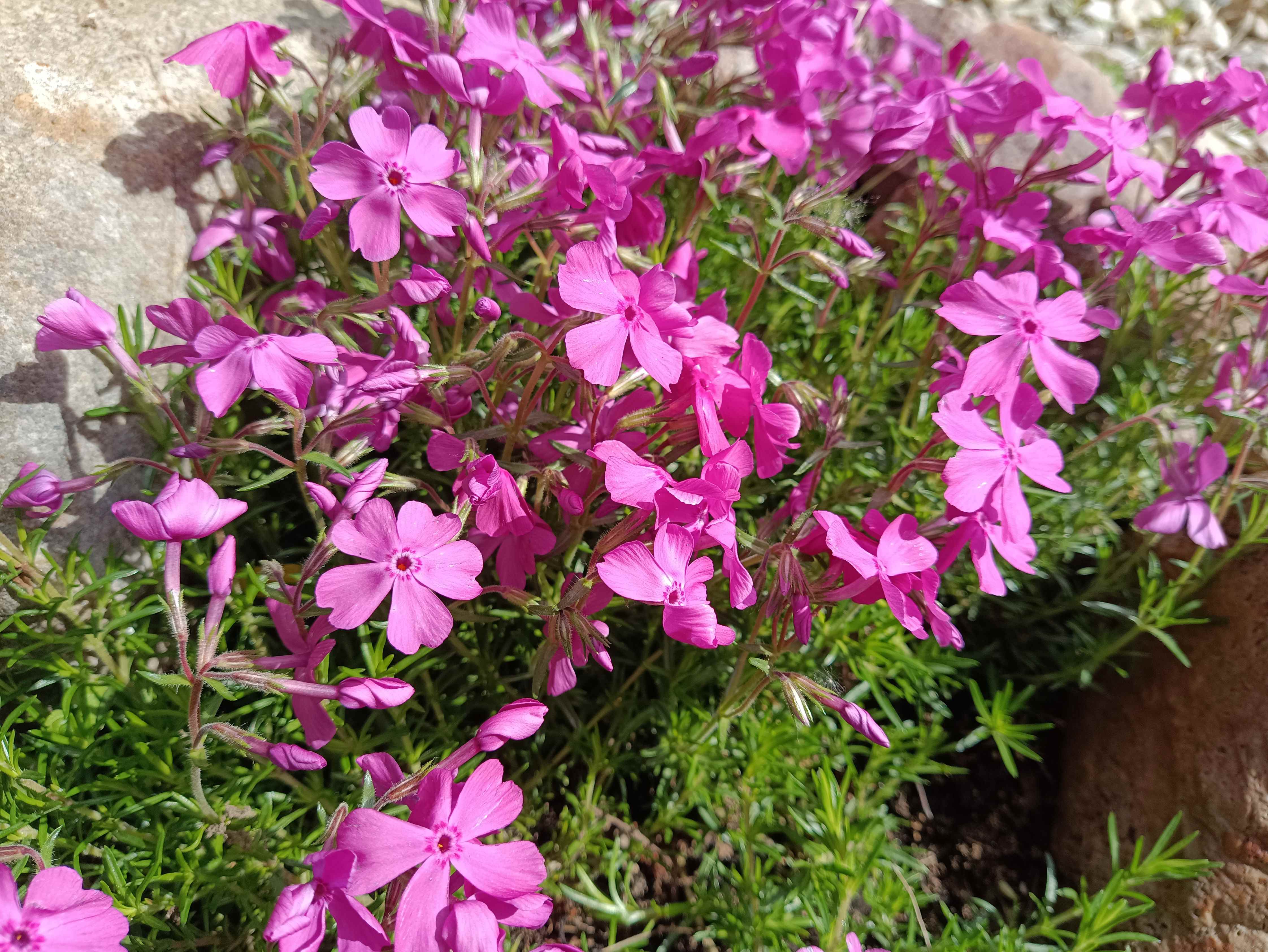 РОЗЫ ПЕРЕД ЦВЕТЕНИЕМ. ОТВЕТЫ НА ВОПРОСЫ. НАЧИНАЮЩИМ смотреть онлайн