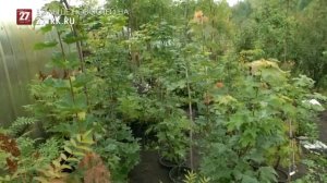 Какие деревья и кустарники лучше высаживать осенью?