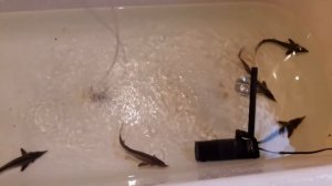 Разведение осетровых в домашних условиях. (Эксперимент).