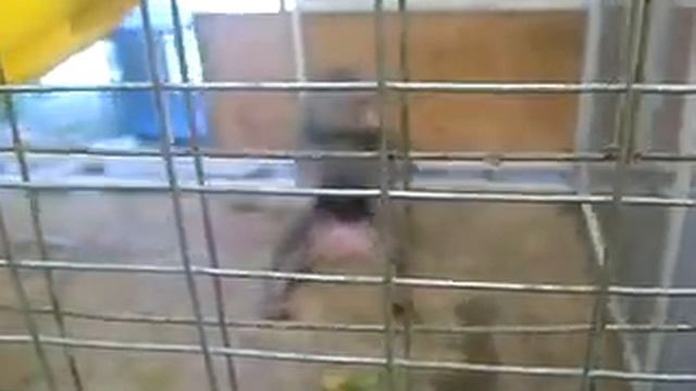 Павиан из г.Анапа смотреть онлайн