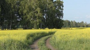 Футаж: проселочная дорога через поле рапса