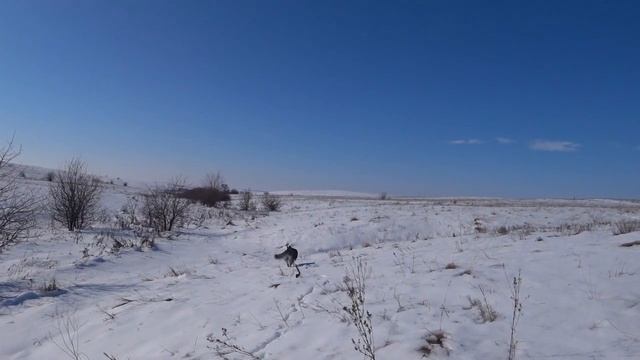 Приучаем ХАСКИ гулять БЕЗ ПОВОДКА // ХАСКИ ДЖЕССИ смотреть онлайн