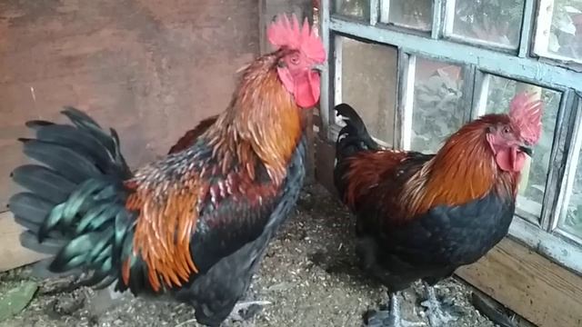 ПЕТУХИ породы Маран Чёрно-Медный 5 месяцев... смотреть онлайн