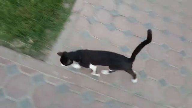 Арабский кот. смотреть онлайн