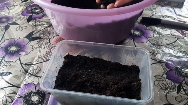 Посев катарантуса. Уход за рассадой катарантуса смотреть онлайн