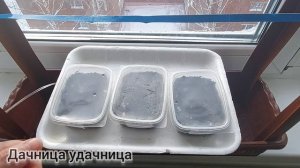 Проращиваем семена петунии ПРАВИЛЬНО! Важные моменты,  о которых нужно знать #посевпетунии