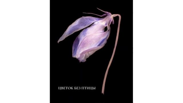 Цветы фиолетового цвета | Красивые фотографии цветов | Цветочки фото смотреть онлайн