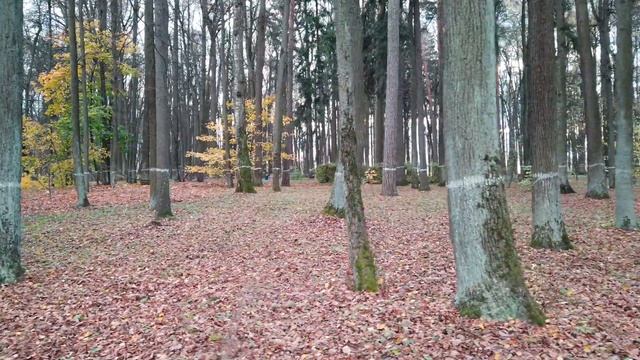 Усадьба Остафьево Москва 4K | Прогулка по осеннему парку #drongogo смотреть онлайн