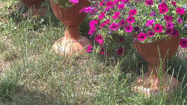 КРАСИВЫЕ ЦВЕТЫ ПЕТУНИИ смотреть онлайн