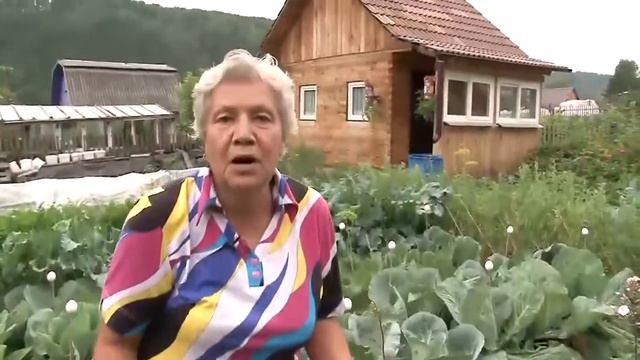 Цинии и другие цветы Голова садовая смотреть онлайн