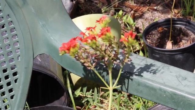 nombre de las flores de mi jardin. Port saint lucie florida смотреть онлайн