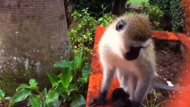 Путешествие по Кении. Дикая обезьянка в отеле :) смотреть онлайн