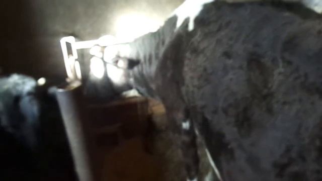 Корова греет котенка Маленький котенок греется на корове смотреть онлайн