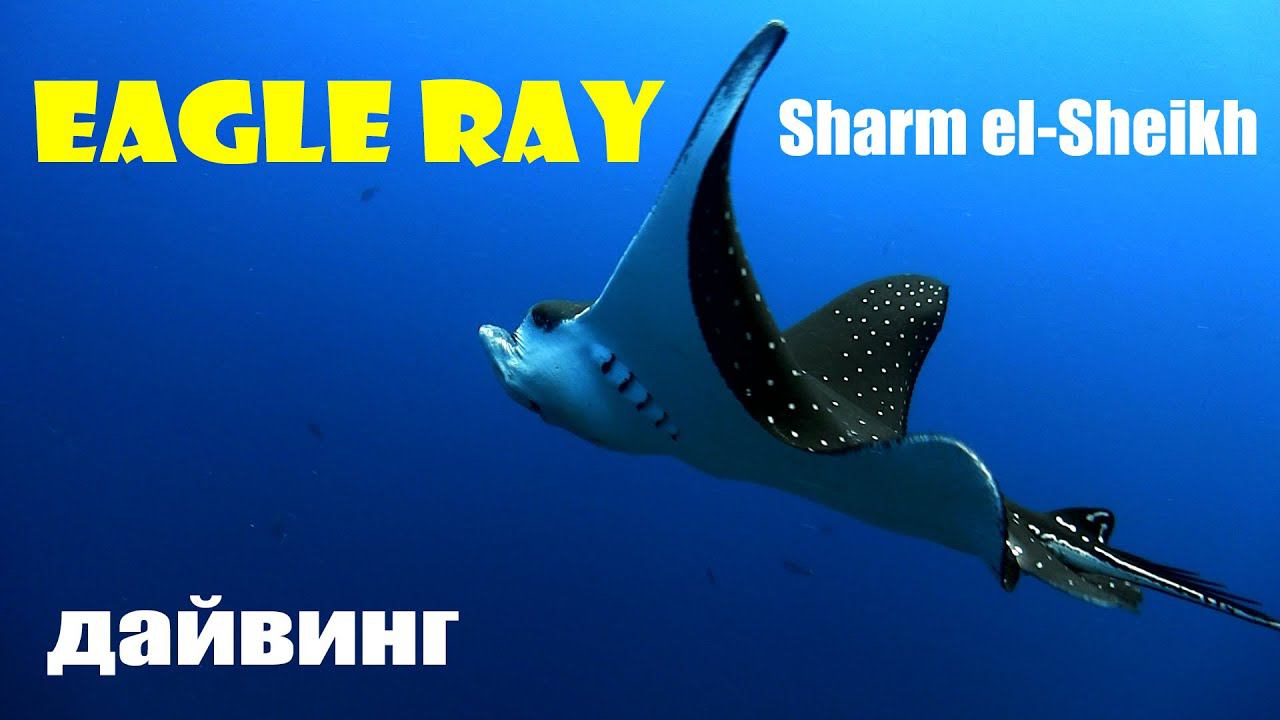 Eagle ray смотреть онлайн