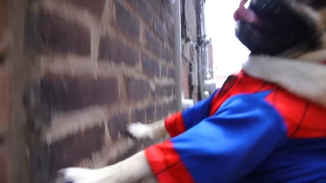 SPIDER-PUG - Doug The Pug