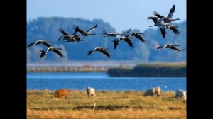 "Жырларым" Муса Джалиль стих на татарском, шыгырь татарча, стихи читает, класный стих, стихотворени