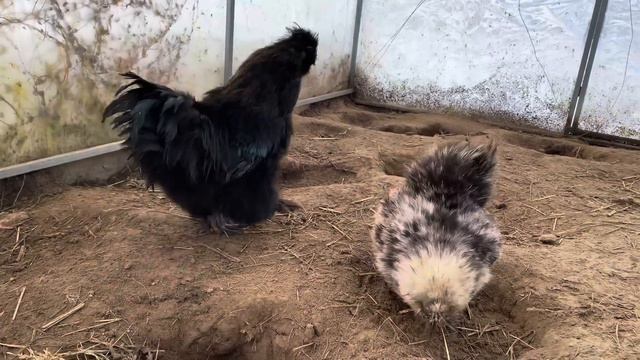 СПОСОБ ОБОГРЕВА КУР В СИЛЬНЫЙ МОРОЗ.Тепло в курятнике! смотреть онлайн