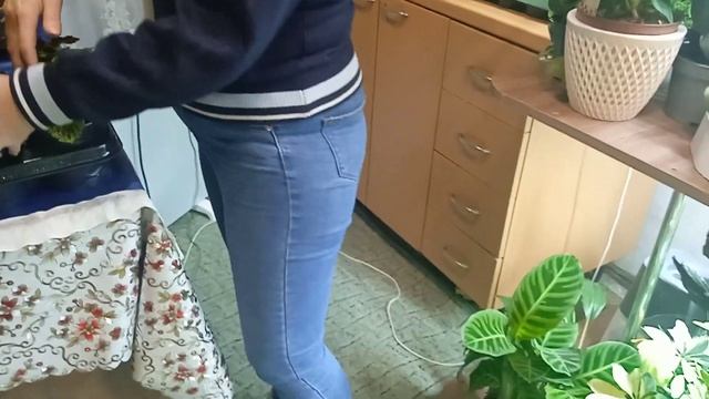 Недорого комнатные цветы в горшках Симферополь смотреть онлайн