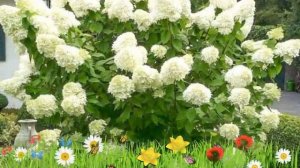 Гортензия метельчатая Полар Бир ? Обзор: посадка и уход. саженцы гортензии: описание и особенности