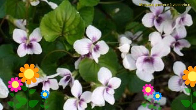 Виола сестринская Элис Виттер. Краткий обзор, описание viola sororia Viola Alice Witter смотреть онлайн