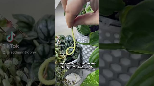 Peperomia Prostrata and Watermelon #houseplants #tropicalplants #plants #peperomia #stringofturtles смотреть онлайн