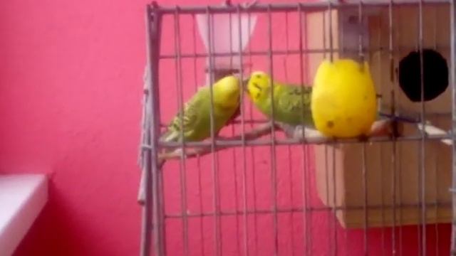 Самец кормит самку.