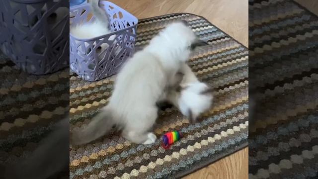 Священная бирма котята из питомника смотреть онлайн