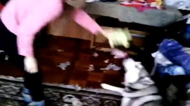 Знакомство с собакой ХАТИКО смотреть онлайн