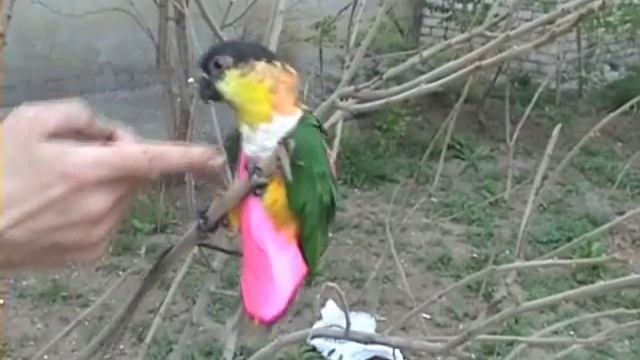 Прогулки с попугаями. Черноголовый белобрюхий попугай. 1 мая 2013 г. смотреть онлайн