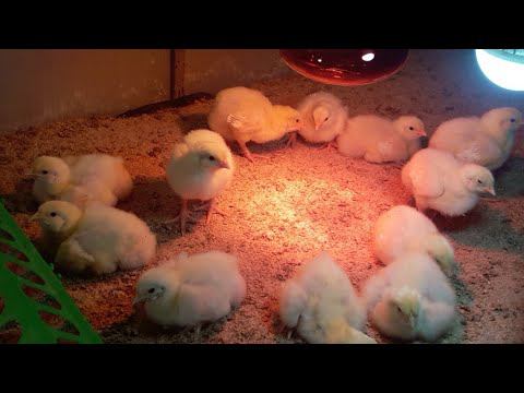 Цыплята Kobb 500 Утренний эфир 5 дня смотреть онлайн