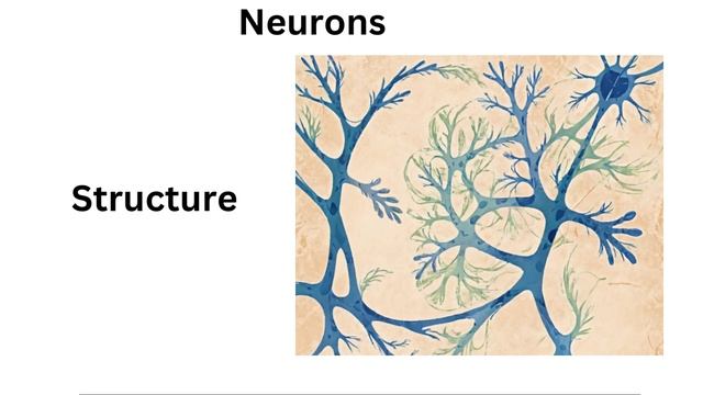 Biology of Nervous System смотреть онлайн