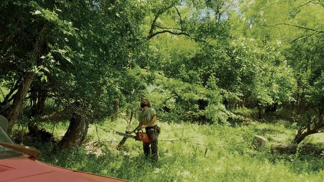 Husqvarna 288xp takes down 2 trees but stalling смотреть онлайн