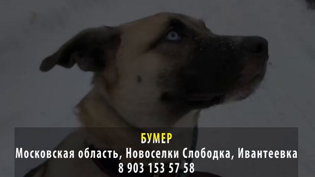 Нашелся! Бумер. Московская область. Новоселки Слободка, Ивантеевка смотреть онлайн