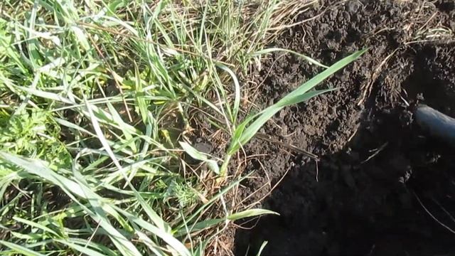 Поиск монет на Старой дороге. Выпуск N 2 смотреть онлайн
