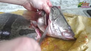 Правильная разделка рыбы, Огромный окунь, больше пяти кг. на филе