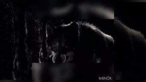 Клип ПАТРОН «Зверь »