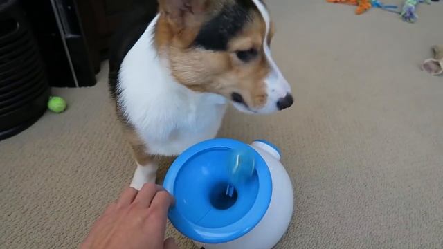 Corgi Learns to use iFETCH Ball Launcher - BEST DOG TOY смотреть онлайн