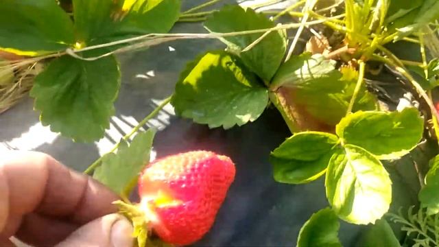 Клубника сорт Брилла смотреть онлайн