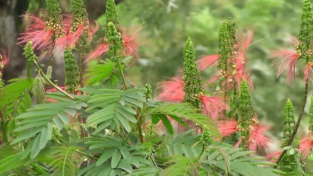 mara flower.flv смотреть онлайн