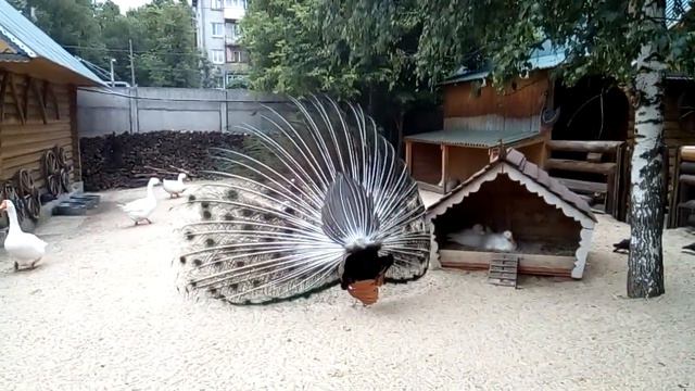 Зоопарк "Лимпопо".Павлин смотреть онлайн