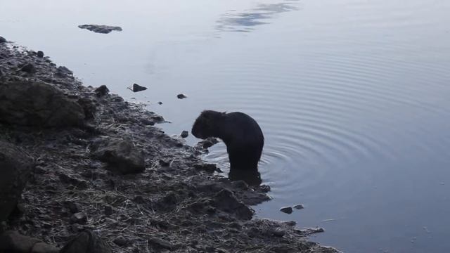 Водяная полёвка смотреть онлайн